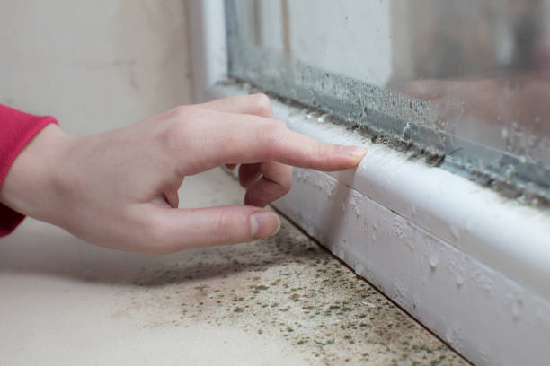 Best Asbestos and Lead Testing During Mold Inspection  in Willard, MO